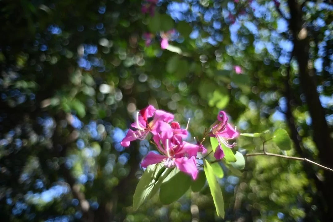 和平光学 Peace Lens Optics Atelier 35MM f/1.4 Classical (Leica Steel Rim Summilux)